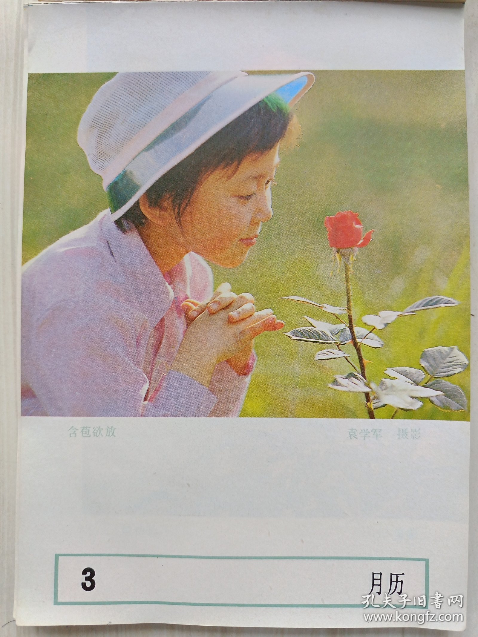 1986年历画缩样:含苞欲放 袁学军摄影3月历