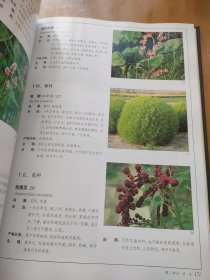 中国甘肃野生观赏植物