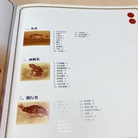 中国珍稀野生动物手绘图谱