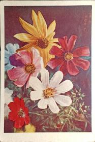 苏联明信片，1957年彩色照片花卉邮资明信片