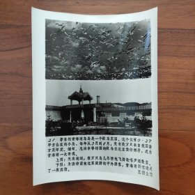 1988年，青海湖鸟岛宾馆