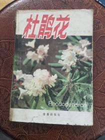 杜鹃花