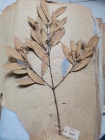 植物标本，无标本台纸.2150527-92