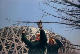 【照片014】《鸟巢建设记录》10寸彩色照片一张，保存好，北京摄影家协会副主席，著名摄影家何慷民拍摄。25.5＊20cm.富士相纸
