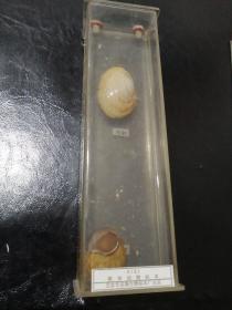 4121 软体动物标本