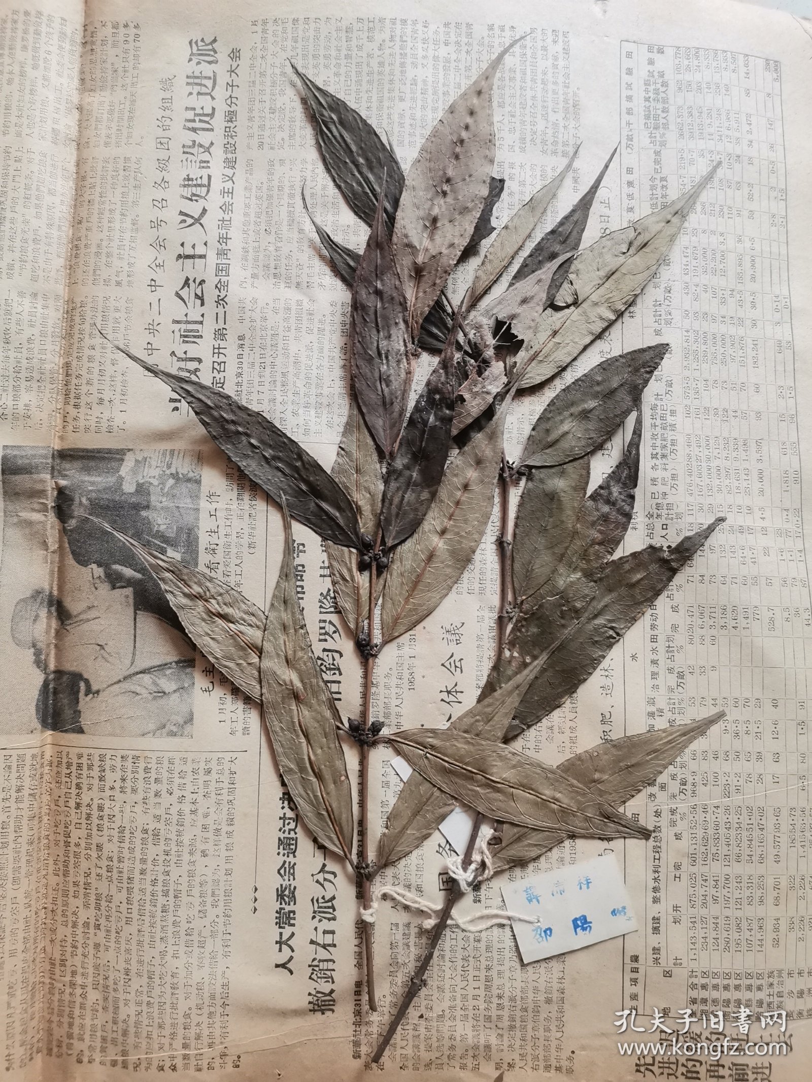 植物标本，无标本台纸.50325-2-21