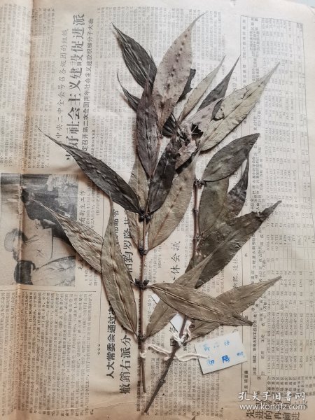 植物标本，无标本台纸.50325-2-21