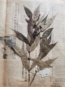 植物标本，无标本台纸.50325-2-21