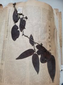 植物标本，无标本台纸.2150527-87