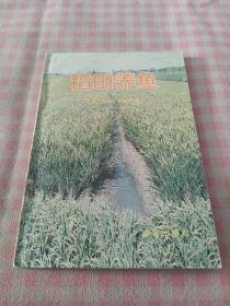 稻田養(yǎng)魚(yú)