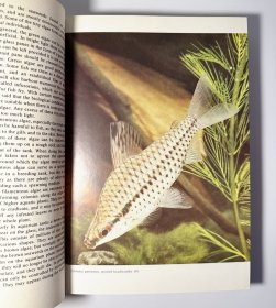 THE FRESHWATER AQUARIUM A practical handbook 淡水水族箱实用手册