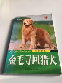 世界名犬系列：金色炫舞金毛寻回猎犬