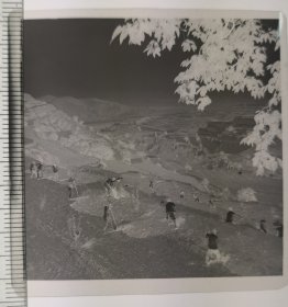 50年代农村劳作挖渠劳作
