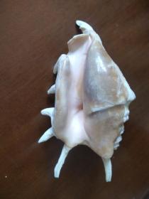 海螺壳标本