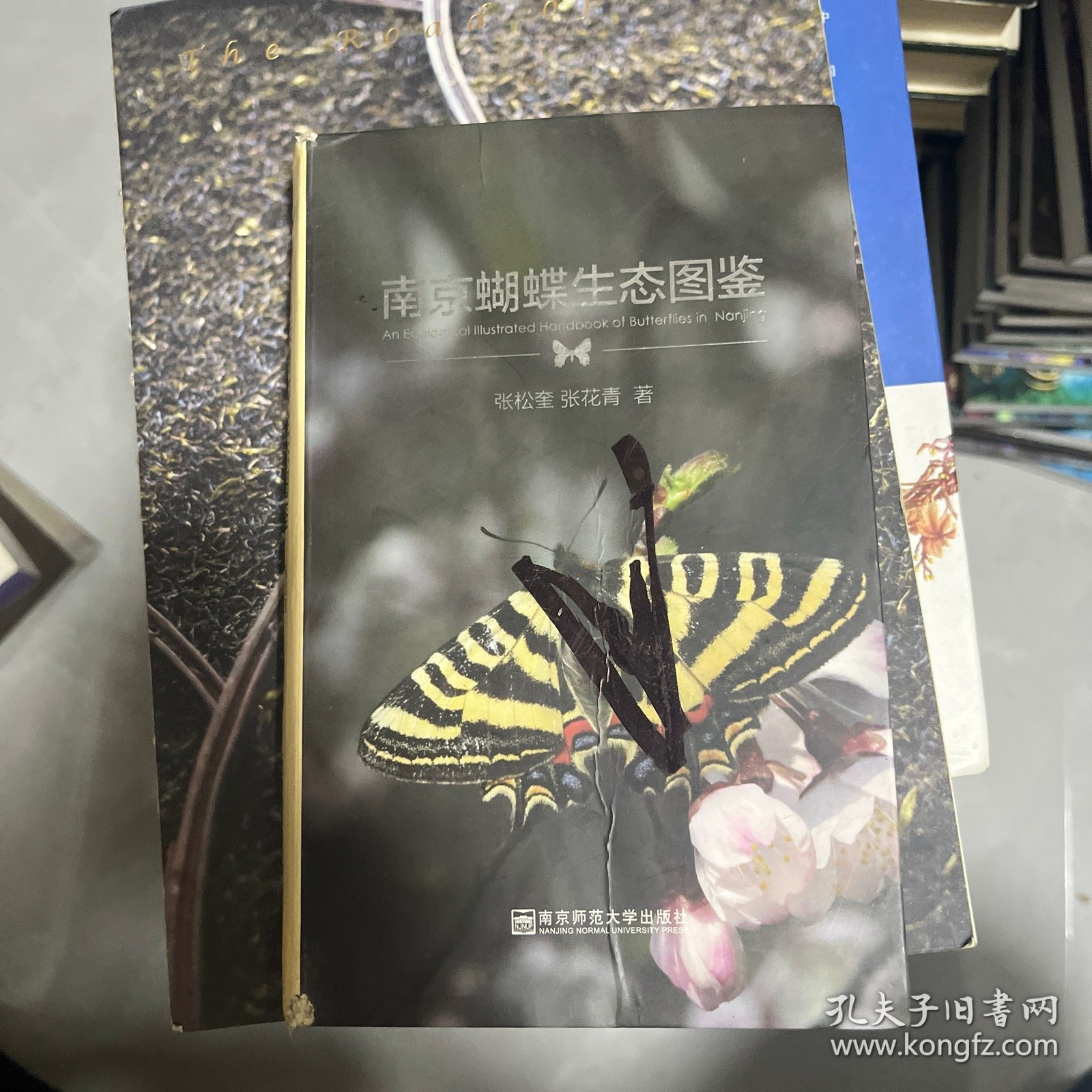 南京蝴蝶生态图鉴