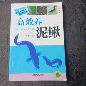 高效养泥鳅