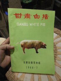 甘肃白猪 甘肃白猪育种组