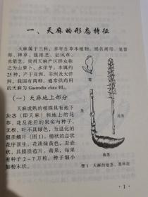 天麻栽培与管理图说——农民“黄金屋”丛书