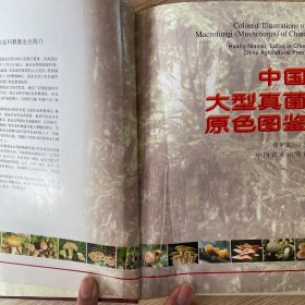 中国大型真菌原色图鉴