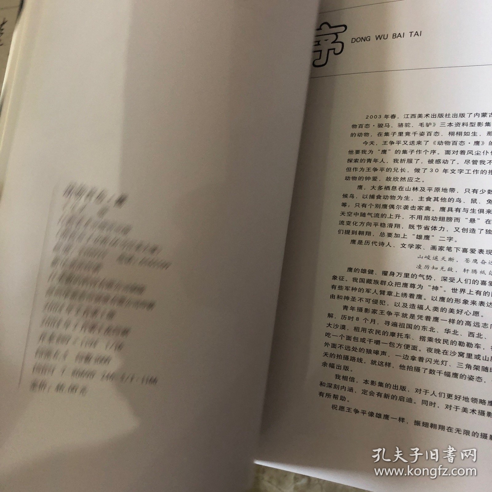 动物百态.鹰