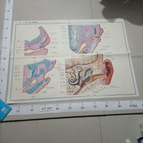 人体组织学胚胎学彩色挂图胚胎学中国医科大学XI一 40耳之发生额状断