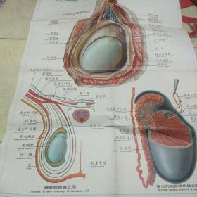 人体解剖挂图 泌尿生殖系统Iv一8，睾丸，附睾和精索