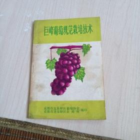 巨峰葡萄规范栽培技术