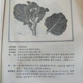 广州蔬菜品种志