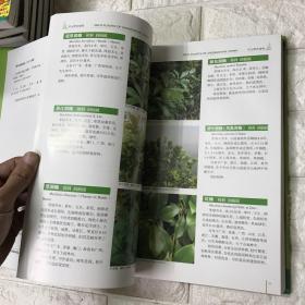 中山野生植物。