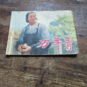 万年青
