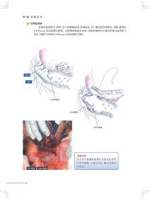 新华正版 肝胆胰外科手术实录（翻译版） 唐伟 著 9787117288170 人民卫生出版社