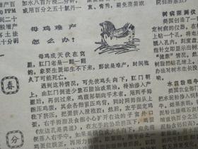1979年3月23日《福建科技报》宁德茶厂研制成功连续化加工作业线，松溪县茶平公社江屯大队第八生产队窖藏薄膜。仙游县郊尾公社后沈大队秋植蔗实验田正在收获图片新闻。甘蔗育苗移栽好。永泰县农业局陈金波同志来信，怎样防治中蜂“烂子病”。母鸡难产怎么办？