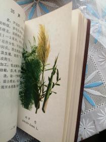 疟疾防治中草药选 彩图