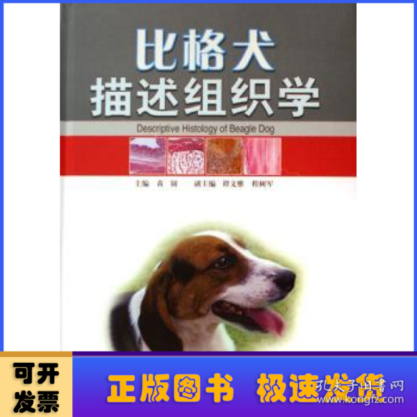 比格犬描述组织学