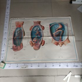 人体组织学胚胎学彩色挂图胚胎学中国医科大学XI-20前、中及后肠之演发 I