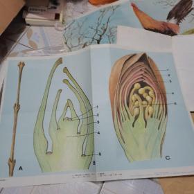 老画家林楚先创作的初中生物教学挂图：芽的种类（一）