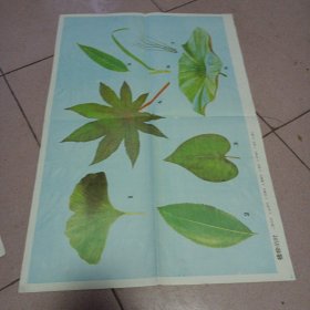 植物的叶示意图