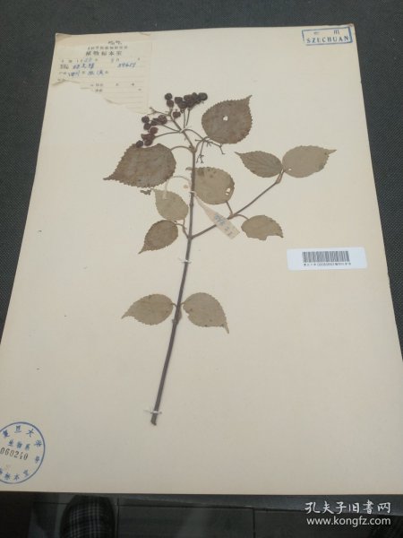 中国科学院植物研究所植物标本室，1958年植物学家杨光辉于四川巫溪采集标本（39*27cm） 标32