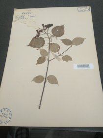 中国科学院植物研究所植物标本室，1958年植物学家杨光辉于四川巫溪采集标本（39*27cm） 标32