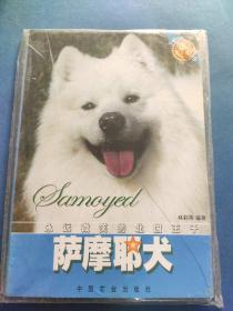 萨摩耶犬