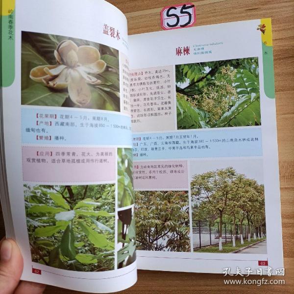 岭南春季花木（四季花城）