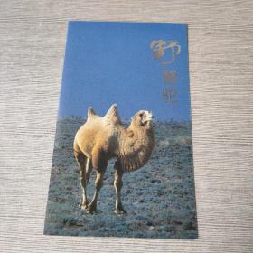 野骆驼 邮折
