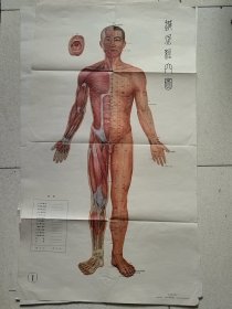 针灸经穴图