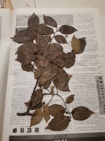 植物标本，无标本台纸.2150528-96