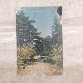 1965年明信片：北京颐和园 山径迎春花