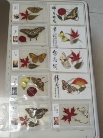 红叶蝴蝶标本10个-2