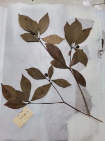 植物标本，无标本台纸.50327-26