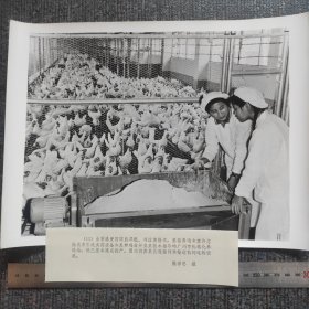超大尺寸：1979年，香港爱国同胞邓焜、刘浩清捐赠的广州市机械化养鸡场