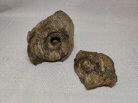 珠穆朗玛峰-菊石化石