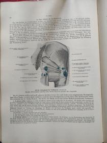 PRAKTISCHE ANATOMIE